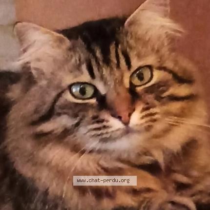 Foto 1/1 Moon Chat perdido en Montaigu de quercy