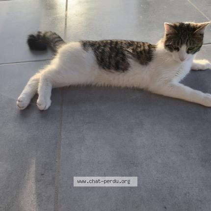 Foto 1/2 Gato encontrado Perdido en Uxegney