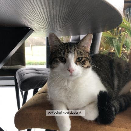 Foto 2/2 Gato encontrado Perdido en Uxegney