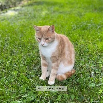 Foto 1/1 Gato encontrado Perdido en Rioz