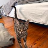 Foto de gato encontrado en Colomiers