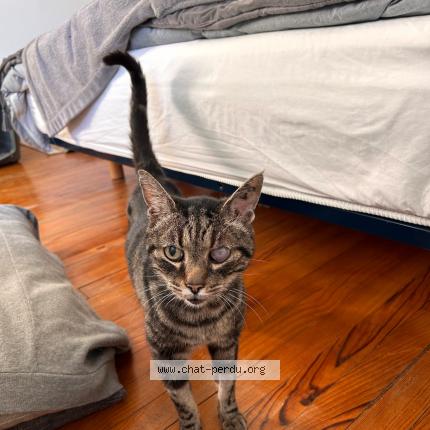 Foto 1/1 Gato encontrado Encontrado en Colomiers