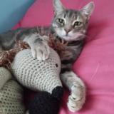 Foto del gato perdido en Chatenay