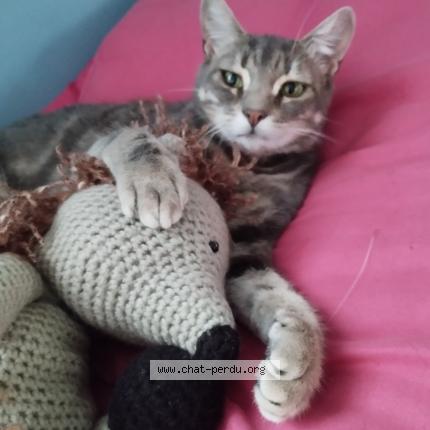 Foto 1/1 Gato encontrado Perdido en Chatenay