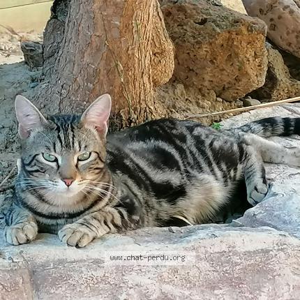 Foto 1/1 Guizmo Chat perdido en Colombiers