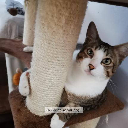Foto 1/3 Peluche Chat perdido en Pantin