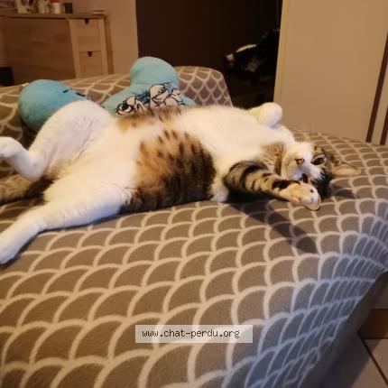 Foto 2/3 Peluche Chat perdido en Pantin