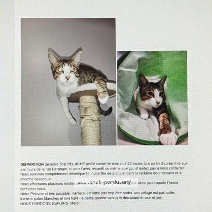 Foto 3/3 Peluche Chat perdido en Pantin