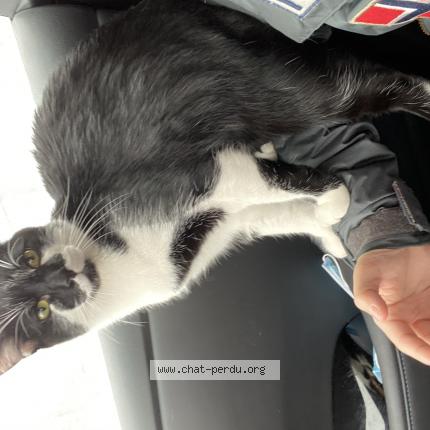 Foto 1/1 Oreo Chat perdido en Goussainville