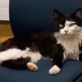 Foto de gato encontrado en Colomiers