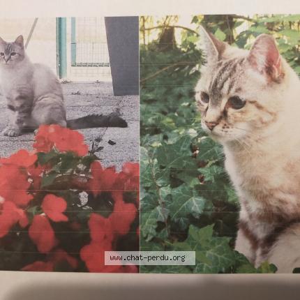 Foto 1/1 Plume Chat perdido en Nervieux