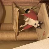 Foto del gato perdido en Contay Vadencourt