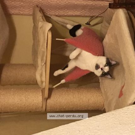 Foto 1/1 Gato encontrado Perdido en Contay vadencourt