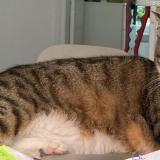 Foto del gato perdido en Paris