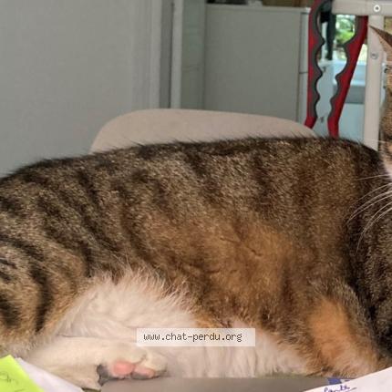 Foto 1/1 Gato encontrado Perdido en Paris