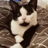 Foto del gato perdido en St Quentin