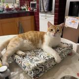 Foto del gato perdido en Marcy Anse