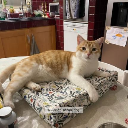 Foto 1/2 Rooky Chat perdido en Marcy anse