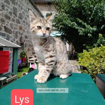 Foto 1/1 LYS Chat perdido en Langogne