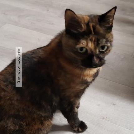 Foto 1/2 Xena Chat perdido en La chapelle saint luc