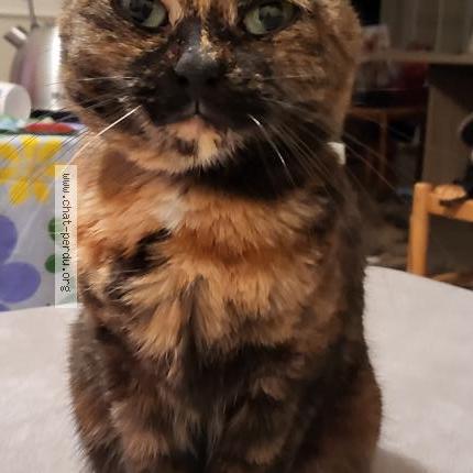 Foto 2/2 Xena Chat perdido en La chapelle saint luc