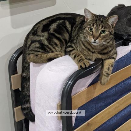 Foto 1/1 Chacal Chat perdido en Hulluch