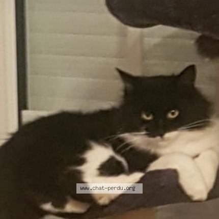 Foto 1/1 Namie Chat perdido en Echenoz le sec