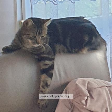 Foto 1/1 AYDEN Chat perdido en La grande paroisse