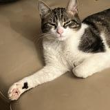 Foto del gato perdido en Rully