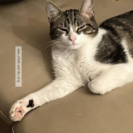 Foto 1/1 Kassav Chat perdido en Rully