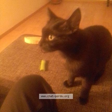 Foto 1/2 Gato encontrado Perdido en Metz