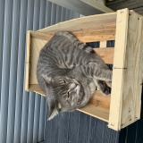 Foto del gato perdido en Vanves