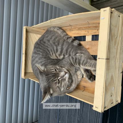 Foto 1/1 Gato encontrado Perdido en Vanves