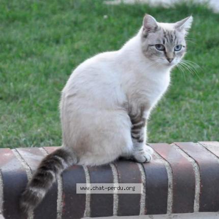 Foto 1/6 Tania Chat perdido en Tremblay les villages