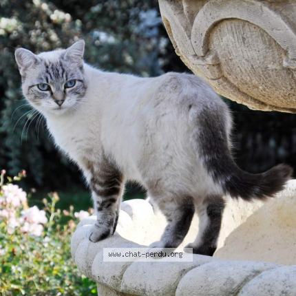 Foto 2/6 Tania Chat perdido en Tremblay les villages