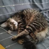 Foto del gato perdido en Mehun Sur Yevre