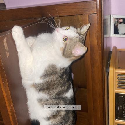 Foto 1/1 Elso Chat perdido en Periers