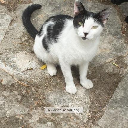 Foto 1/1 ELINA Chat perdido en Greasque