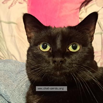 Foto 1/1 Caline Chat perdido en Marseille