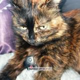 Foto del gato perdido en Vitry Sur Seine