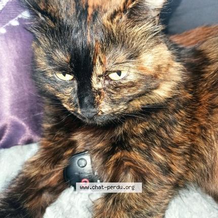 Foto 1/1 Gato encontrado Perdido en Vitry sur seine