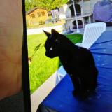 Foto del gato perdido en Nandy