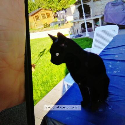 Foto 1/1 Réglisse Chat perdido en Nandy