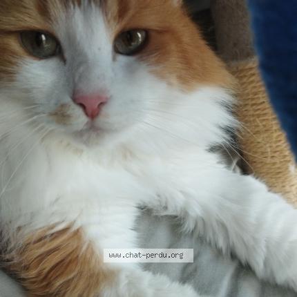 Foto 1/1 Gato encontrado Perdido en Paris