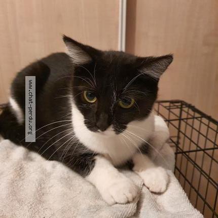 Foto 1/1 Gato encontrado Perdido en Nantes