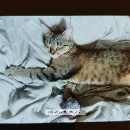 Foto 3/4 Belette Chat perdido en Poitiers