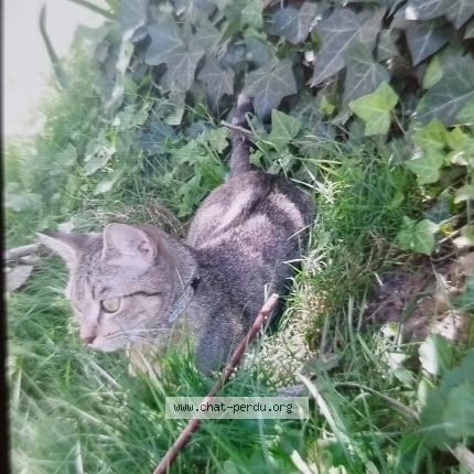 Foto 4/4 Belette Chat perdido en Poitiers