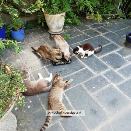 Foto 1/1 Oodie Chat perdido en Saint nazaire