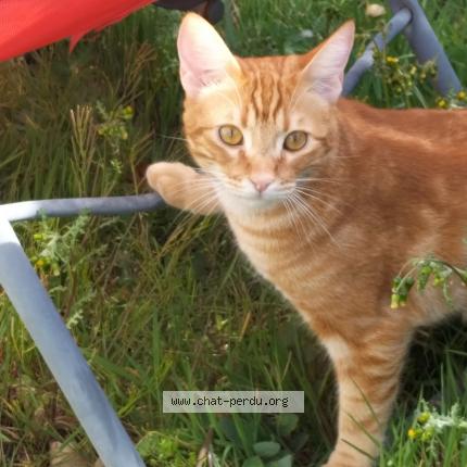 Foto 1/1 Kumcat Chat perdido en Vaire