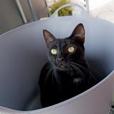 Foto del gato perdido en Boucoiran